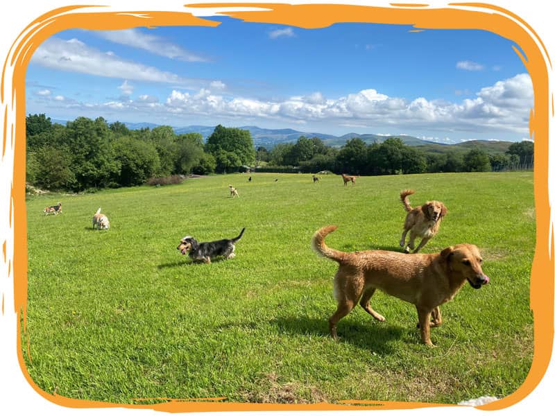 Dogs at doggy daycare in Ruthin