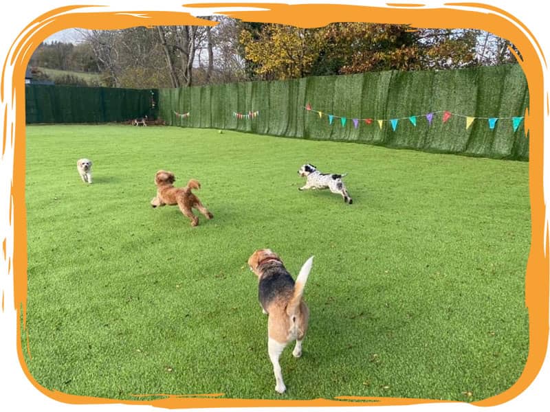 Dogs in enclosure at Four Paws Inn