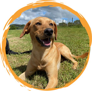 Lyndsay Andrews' dog